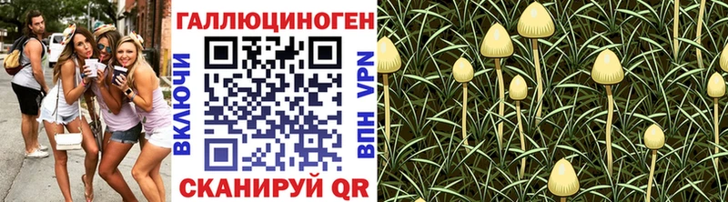 blacksprut зеркало  Волгодонск  Галлюциногенные грибы Psilocybe 